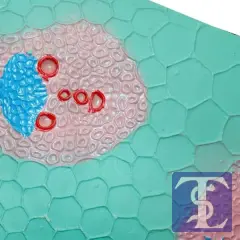 Gövde Yapısı Modeli