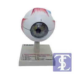 İnsan Gözü Modeli