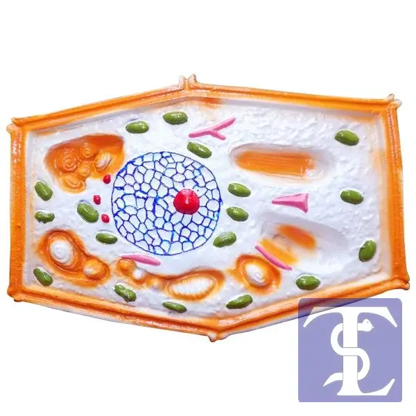 Bitki Hücresi Modeli Küçük Boy