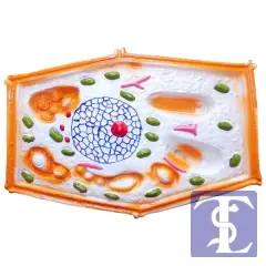 Bitki Hücresi Modeli Küçük Boy