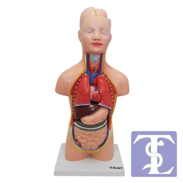 İnsan Vücudu Modeli 50 cm 8 Parça