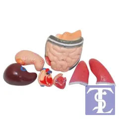 İnsan Vücudu Modeli 50 cm 8 Parça