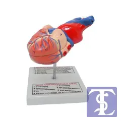 İnsan Kalp Modeli