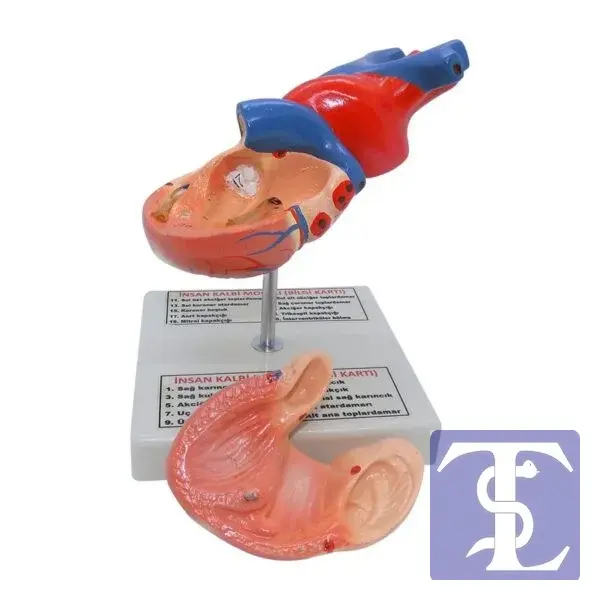 İnsan Kalp Modeli