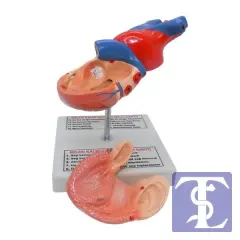 İnsan Kalp Modeli