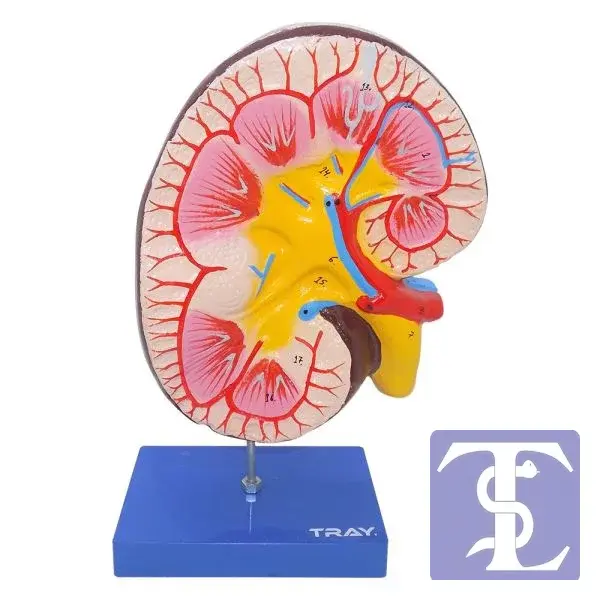 İnsan Böbrek Kesiti Modeli