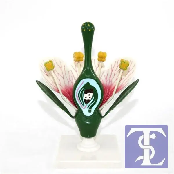 Çiçek Kesiti Modeli