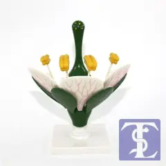 Çiçek Kesiti Modeli