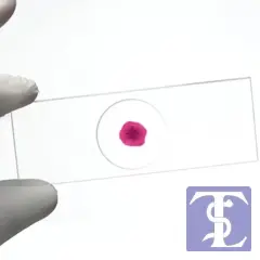 Lam Çukur 1 Gözlü