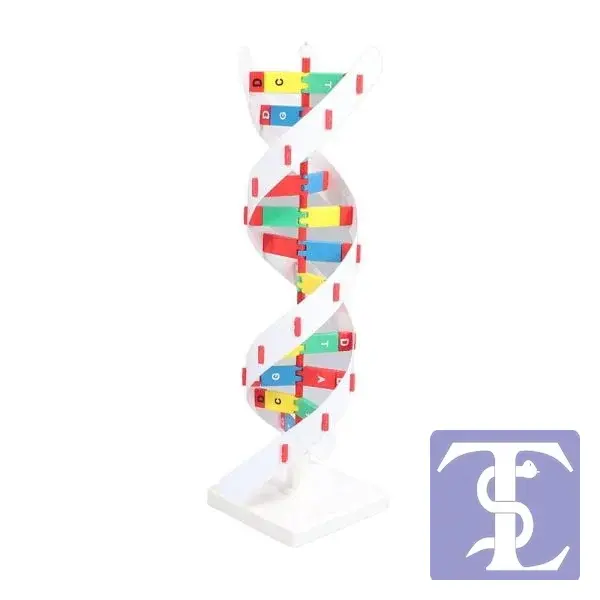 DNA Modeli