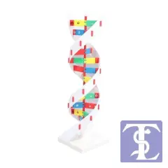 DNA Modeli