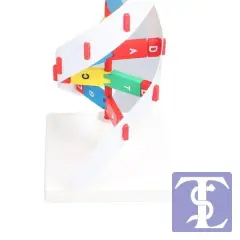 DNA Modeli